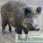 Fotka nr 1 z 5