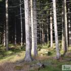 zdjęcie nr 11